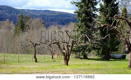Strange Trees, Ancient