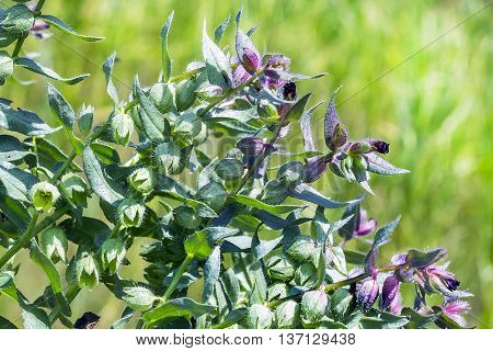 Nanea dark brown (Nonea rossica). Flowering plant