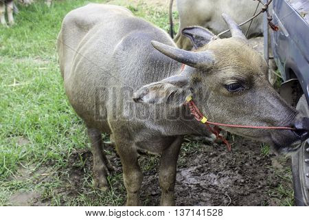 Resale market the Buffalo and cows Thailand