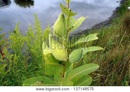 The seed pods of a common milkweed plant (Asclepias syriaca) near a small lake in Shorewood, Illinois, during August.
