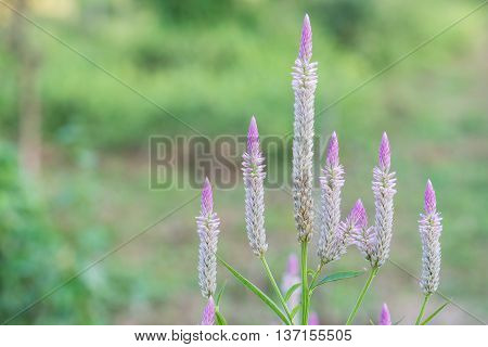 Beautiful wild cockscomb with blurred background in Thailand.