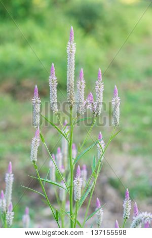 Beautiful wild cockscomb with blurred background in Thailand.