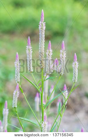 Beautiful wild cockscomb with blurred background in Thailand.