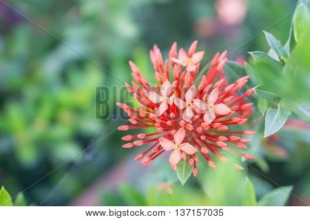 Red ixora with green leaves as background in the garden.