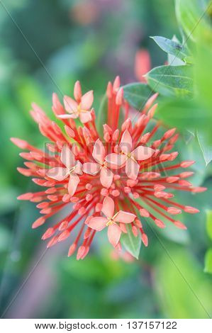 Red ixora with green leaves as background in the garden.