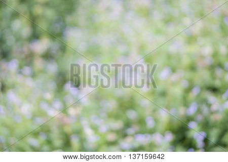 Blurred bright flowers field with green color from grass in sunshine day.