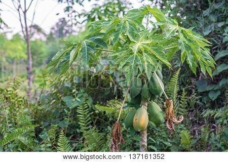 Papaya tree and fruits in the garden.