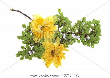 elm brunch pressed green seeds dry delicate big yellow narcissus flowers and petals isolated background