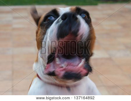 Angry barking boxer dog with bared teeth