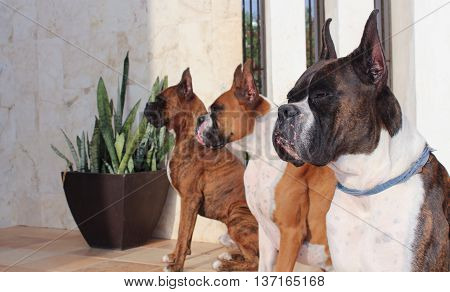 Boxer Dogs