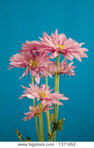Roze Daisies