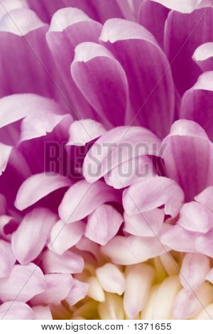 Macro van Spider chrysant