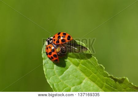 A harlequin ladybird or Ladybug (Harmonia axyridis) on a leaf.