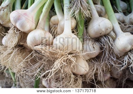 Close up garlic display with stems at farmers street market