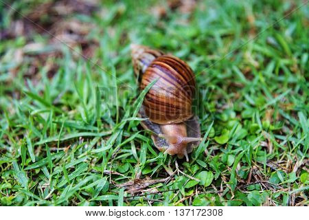 Burgundy Snail Crawling On Green Grass