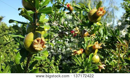 Several immature flowering pomegranate on the tree.