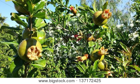Several immature flowering pomegranate on the tree.
