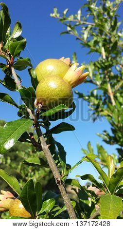 Several immature flowering pomegranate on the tree.