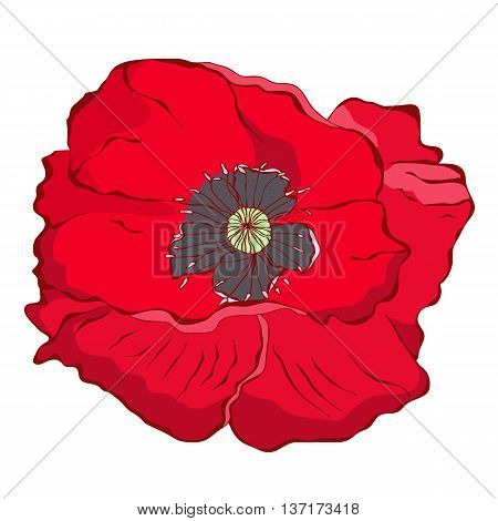 Vector illustration of a red poppy. Isolated object.