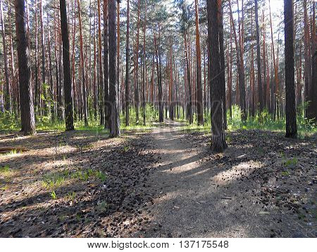 Light pine forest landscape green bushes along the road strewn with knurled old yellow needles and cones of last year the long shadows of tall trees. Illustration made in the art oil pattern