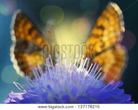 Two Heath fritillary butterflies (Melitaea athalia) sitting on the floral pyramid. Blur style 