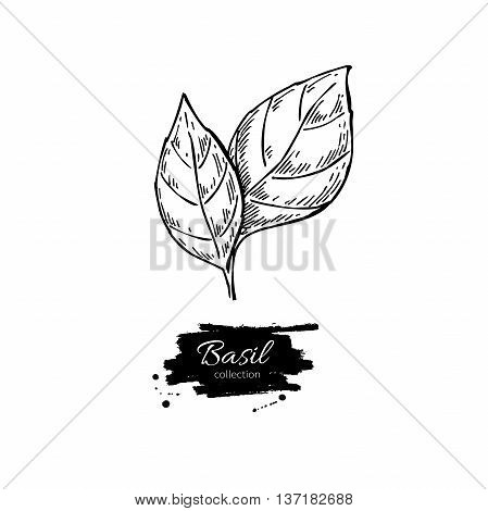 Basil vector drawing. Isolated Basil leaves. Herbal engraved style illustration. Detailed organic product sketch. Cooking spicy ingredient