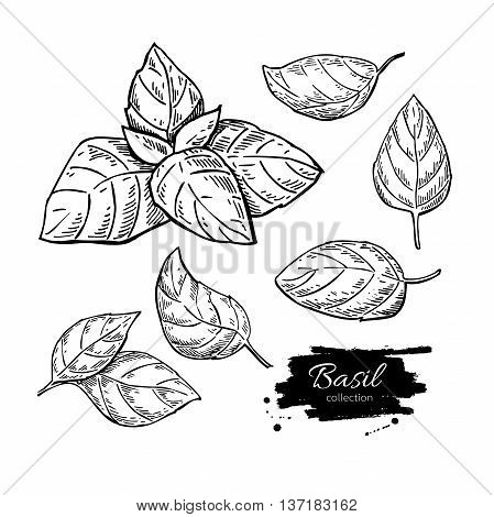 Basil vector drawing set. Isolated plant with leaves. Herbal engraved style illustration. Detailed organic product sketch. Cooking spicy ingredient