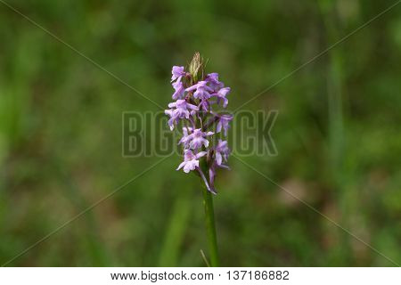 Flowers of a fragrant orchid (Gymnadenia conopsea) a wild growing orchid from Europe.