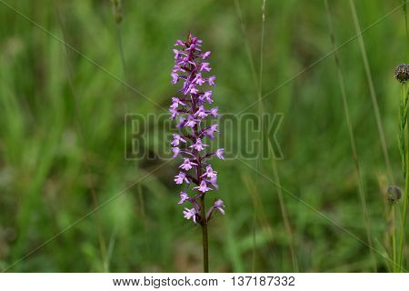 Flowers of a fragrant orchid (Gymnadenia conopsea) a wild growing orchid from Europe.