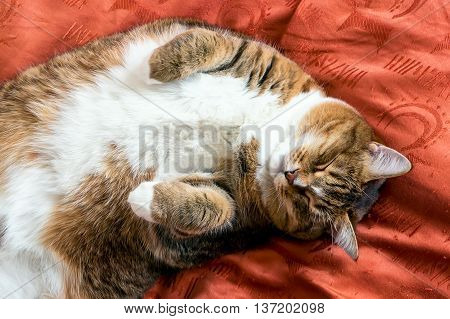 Ginger cat sleeping on the bed. Top view