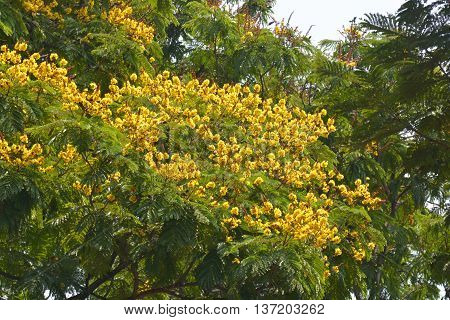Peltophorum pterocarpum (copperpod, golden flamboyant, yellow flamboyant, yellow flame tree, yellow poinciana