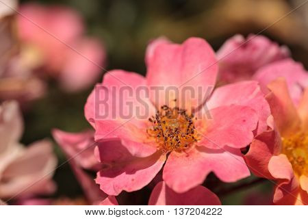 Happy Chappy pink apricot rose, rosa, flower blooms as ground cover in a botanical garden in summer