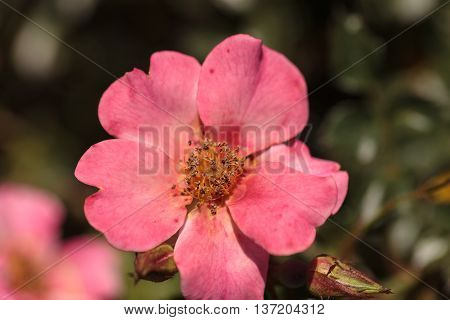 Happy Chappy pink apricot rose, rosa, flower blooms as ground cover in a botanical garden in summer