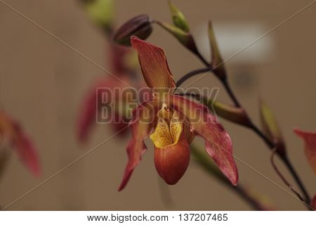 Lady Slipper Orchid flower Paphiopedilum blooms in a greenhouse in spring