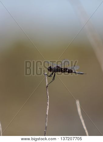 Black saddlebags dragonfly Tramea lacerate is a skimmer dragonfly found near stagnant water and will eat mosquitos.