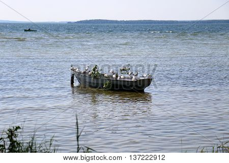 birds sitting on a boat on the lake Naroch in Belarus