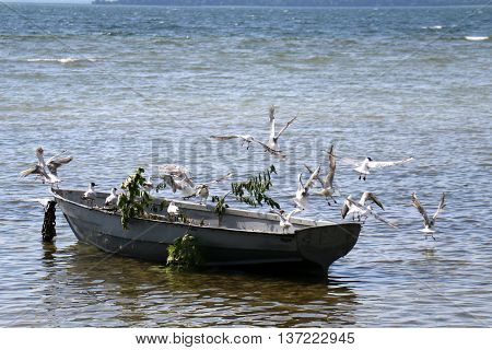 birds sitting on a boat on the lake Naroch in Belarus