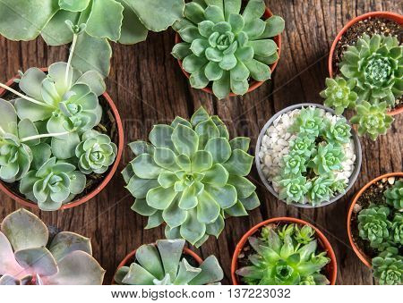 arrangement of the succulents or cactus on wooden background overhead or top view