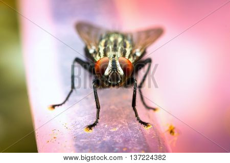 Insect fly close up with vivid background