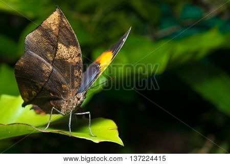 leaf butterfly (Kallima inachus) , macro photograph, wildlife animal