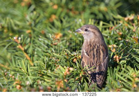 Gorrión en la zarza