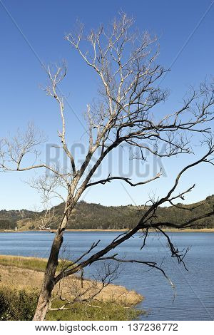 View of a dead tree by Lake Baroon Dam in the Sunshine Coast interland Queensland Australia