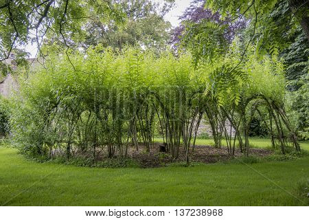 LACOCK ABBEY, LACOCK, WILTSHIRE, UK, 21 JUNE 2016 - Woven willow cloisters at Lacock Abbey Lacock Wiltshire UK