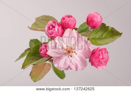 Flowers Of Brandywine Crabapple Tree On Branch. Apple Tree.
