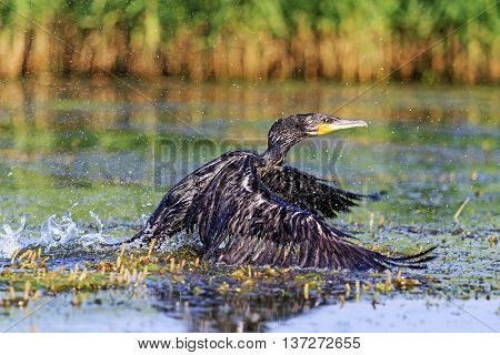 Cormorant comes up out of the water, river, black bird, Action, unique moment, flying, splashing
