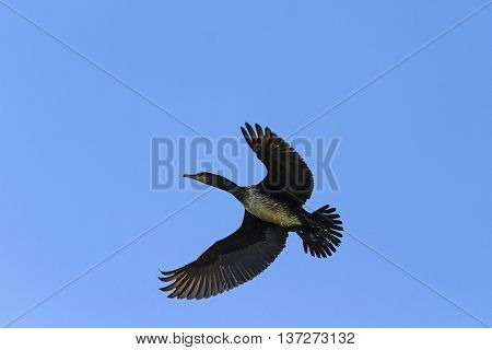 Cormorant flying in the blue sky, a black bird in flight, opened wing