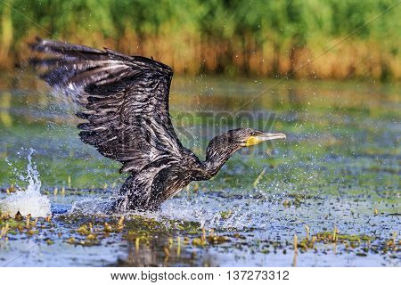 Cormorant takes off from water surface, Cormorant with spread wings, river, black bird, Action, unique moment, flying, splashing