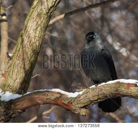 Jackdaw On A Branch