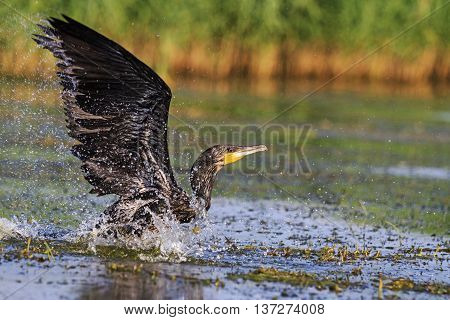 Cormorant with spread wings, river, black bird, Action, unique moment flying splashing