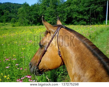 buckskin quarter horse brown bay horseback riding equine